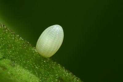 小紋青斑蝶 Tirumala septentrionis