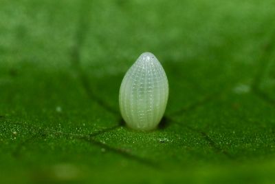 小紋青斑蝶 Tirumala septentrionis
