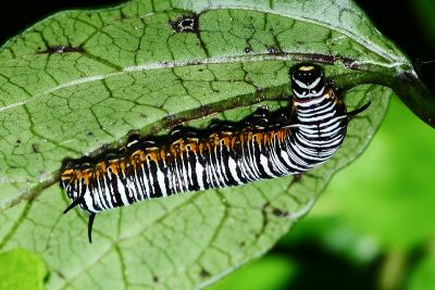 小紋青斑蝶 Tirumala septentrionis