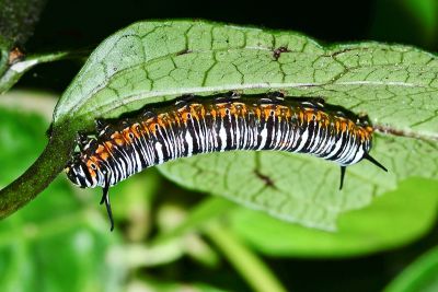 小紋青斑蝶 Tirumala septentrionis