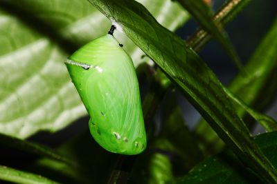 小紋青斑蝶 Tirumala septentrionis
