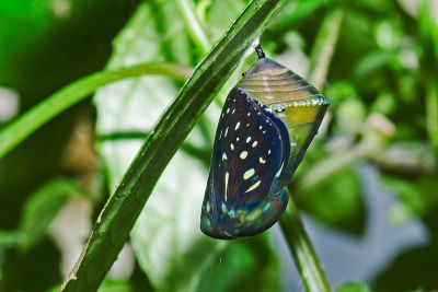 小紋青斑蝶 Tirumala septentrionis