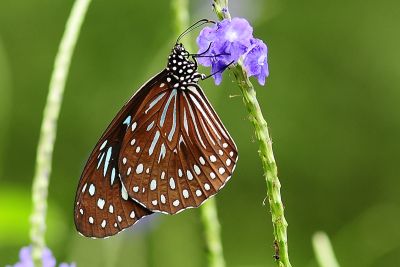 小紋青斑蝶 Tirumala septentrionis 雌蟲