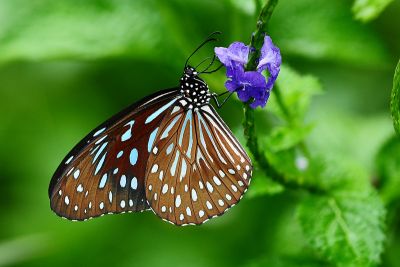 小紋青斑蝶 Tirumala septentrionis 雌蟲