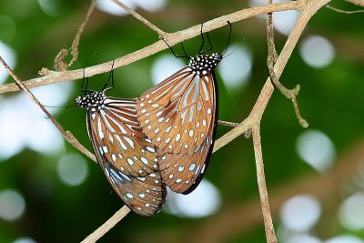 小紋青斑蝶 Tirumala septentrionis