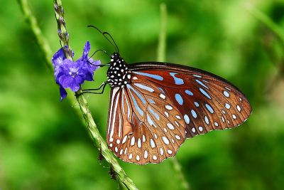 小紋青斑蝶 Tirumala septentrionis