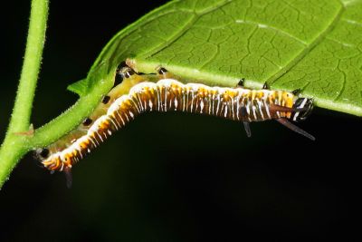 小紫斑蝶 Euploea tulliolus koxinga