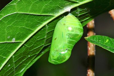 小紫斑蝶 Euploea tulliolus koxinga