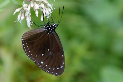 小紫斑蝶 Euploea tulliolus koxinga
