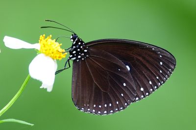 小紫斑蝶 Euploea tulliolus koxinga