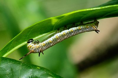 小紫斑蝶 Euploea tulliolus koxinga