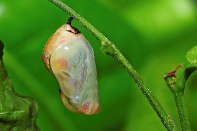 小紫斑蝶 Euploea tulliolus koxinga