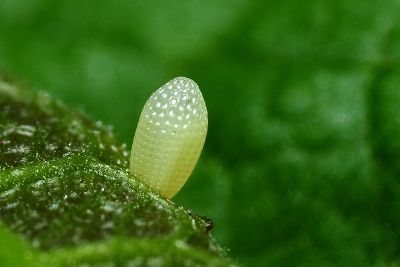 小紫斑蝶 Euploea tulliolus koxinga