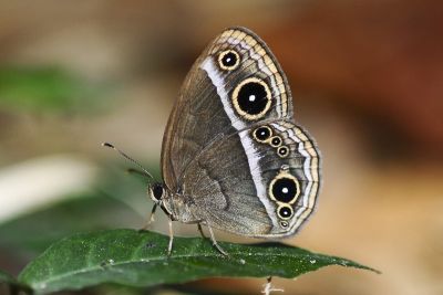 眉眼蝶 Mycalesis francisca formosana 性別不明