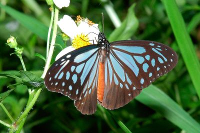 斯氏絹斑蝶 Parantica swinhoei 雄蟲