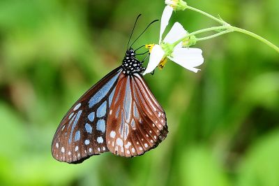 斯氏絹斑蝶 Parantica swinhoei 雌蟲
