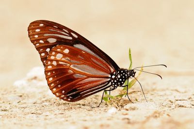 斯氏絹斑蝶 Parantica swinhoei 雄蟲