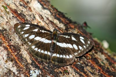 流帶蛺蝶 Athyma opalina hirayamai 雌蟲
