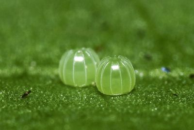 幻蛺蝶 Hypolimnas bolina kezia
