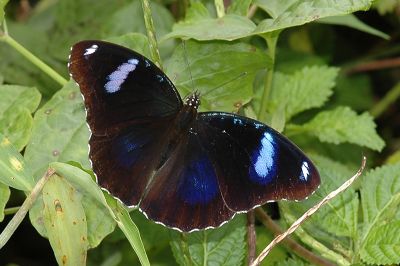 幻蛺蝶 Hypolimnas bolina kezia 性別不明