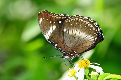 幻蛺蝶 Hypolimnas bolina kezia 性別不明