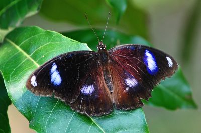 幻蛺蝶 Hypolimnas bolina kezia 性別不明