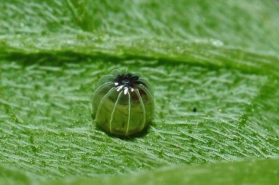 幻蛺蝶 Hypolimnas bolina kezia