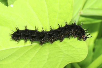 幻蛺蝶 Hypolimnas bolina kezia