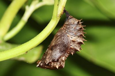 幻蛺蝶 Hypolimnas bolina kezia