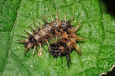 散紋盛蛺蝶臺灣亞種 Symbrenthia lilaea formosanus