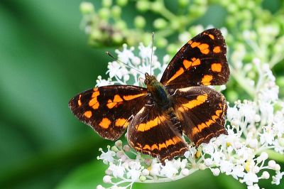 散紋盛蛺蝶臺灣亞種 Symbrenthia lilaea formosanus 性別不明