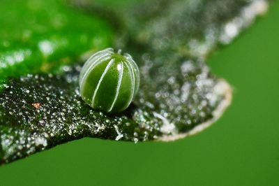 散紋盛蛺蝶臺灣亞種 Symbrenthia lilaea formosanus