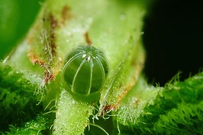 散紋盛蛺蝶臺灣亞種 Symbrenthia lilaea formosanus