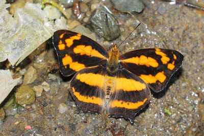散紋盛蛺蝶華南亞種 Symbrenthia lilaea lunica 性別不明