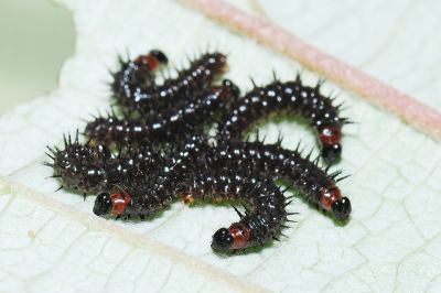 散紋盛蛺蝶華南亞種 Symbrenthia lilaea lunica