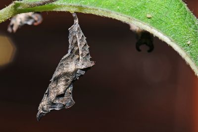 散紋盛蛺蝶華南亞種 Symbrenthia lilaea lunica