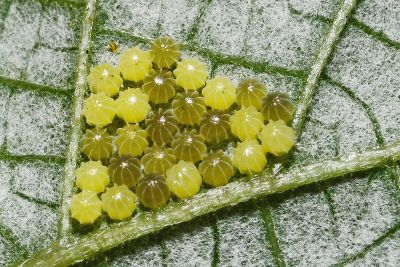散紋盛蛺蝶華南亞種 Symbrenthia lilaea lunica