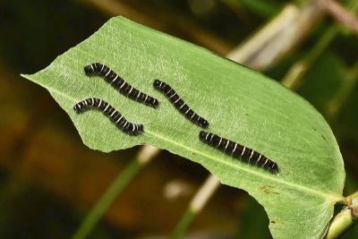 方環蝶 Discophora sondaica tulliana