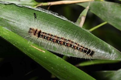 方環蝶 Discophora sondaica tulliana