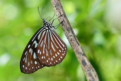 旖斑蝶 Ideopsis similis