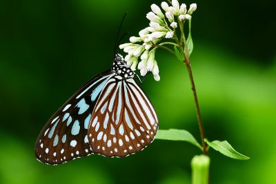 旖斑蝶 Ideopsis similis