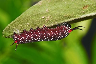 旖斑蝶 Ideopsis similis