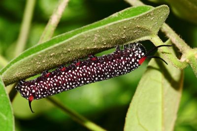 旖斑蝶 Ideopsis similis