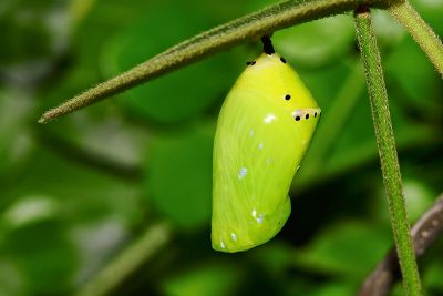 旖斑蝶 Ideopsis similis