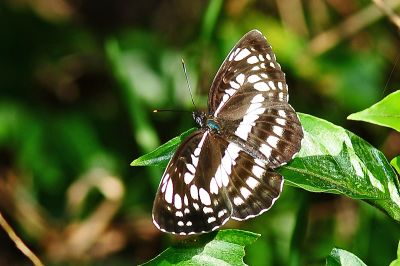 黑星環蛺蝶 Neptis pryeri jucundita 性別不明