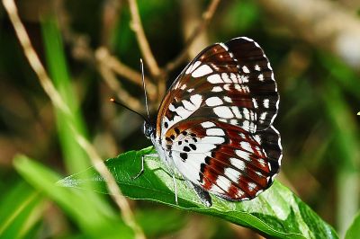 黑星環蛺蝶 Neptis pryeri jucundita 性別不明
