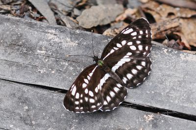 黑星環蛺蝶 Neptis pryeri jucundita 性別不明