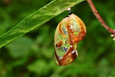 異紋紫斑蝶 Euploea mulciber barsine