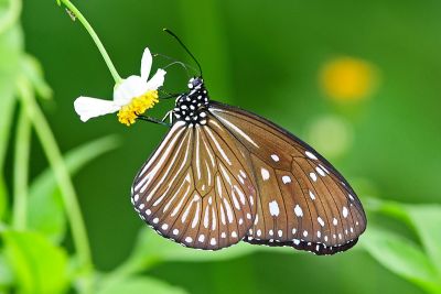 異紋紫斑蝶 Euploea mulciber barsine 雌蟲