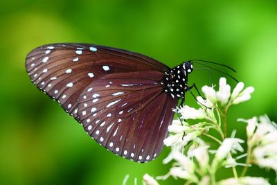 異紋紫斑蝶 Euploea mulciber barsine 雄蟲
